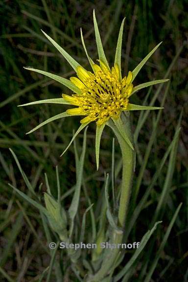 tragopogon dubius 1 graphic